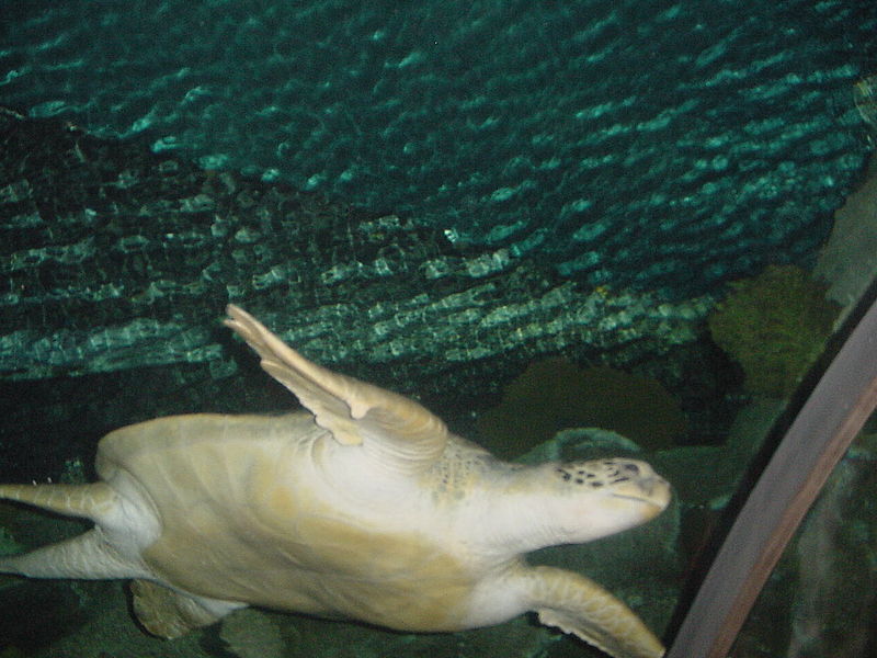 shark reef aquarium at mandalay bay